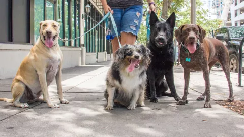 Estos son los perros que viven menos, según ChatGPT