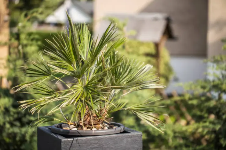 La palmera china: la planta perfecta para purificar ambientes