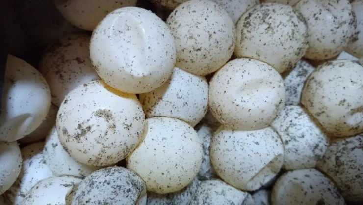 huevos tortuga