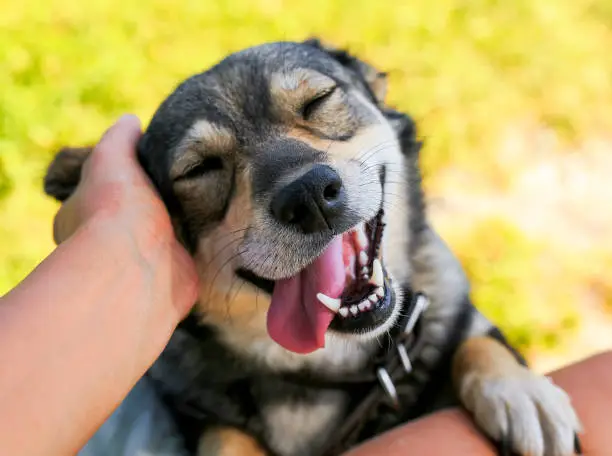 Píldora antienvejecimiento para perros
