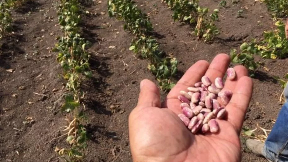 frijol Foto E. Perea..jpg