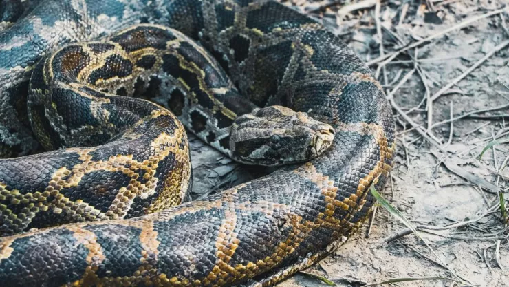 Mujer devorada por Pitón en Indonesia