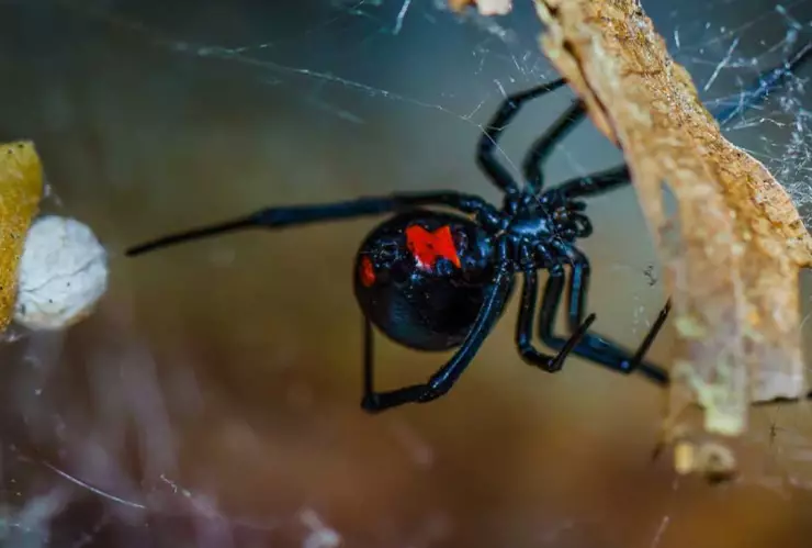 La viuda negra es una de las arañas más ampliamente distribuidas en todo México.