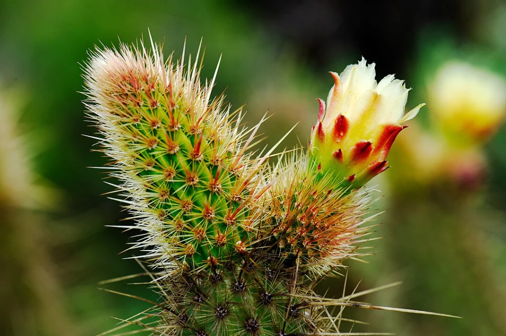 Cereus de espinas doradas, plantas del desierto