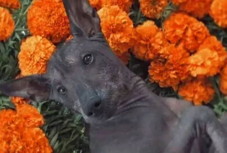 Significado del perro xoloitzcuintle en altar de muertos.jpg