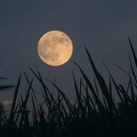 luna-cosecha-2026-la-fase-lunar-realmente-influye-en-los-cultivos