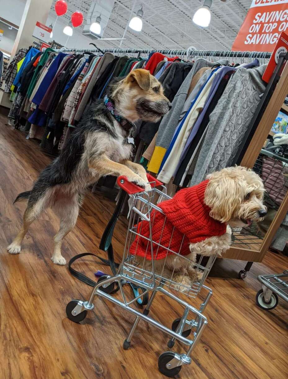 Perrito, empleado, tienda.jpg