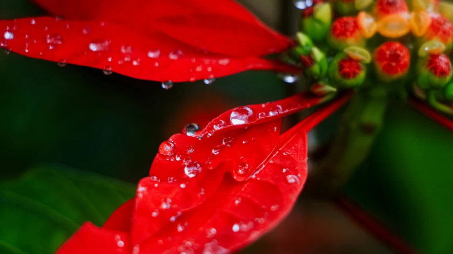 Navidad 2024: ¿Qué pasa si mi perro como flor de Noche Buena?