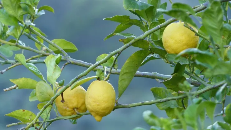 /estilo-de-vida/en-que-parte-casa-poner-arbol-de-limones-florezca