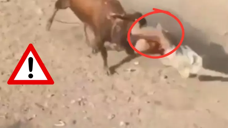 VIDEO FUERTE: Así fue como un hombre perdió la vida tras ser embestido por un toro en fiestas religiosas de Colombia