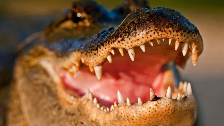 Caimán es captado con un cuerpo en su hocico