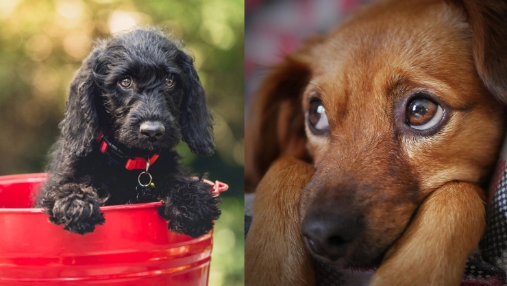 Tipifican zoofilia como delito maltrato animal en Puebla