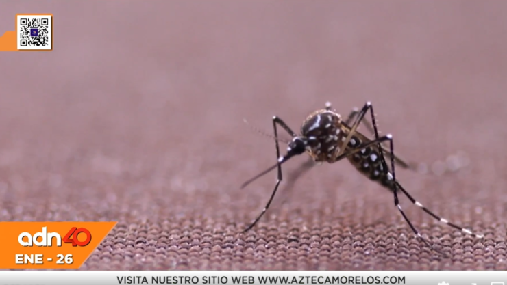 Autoridades ee Morelos dan indicaciones para evitar casos de dengue