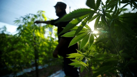 marihuana Paraguay