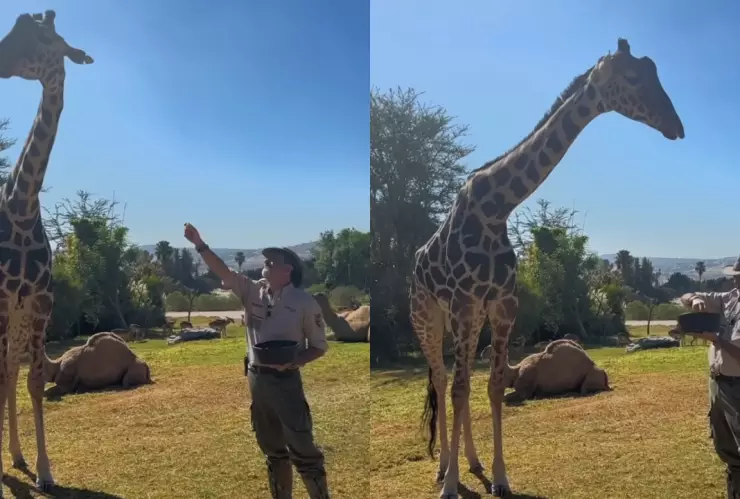 Video: Jirafa Benito recorre su nuevo hogar en Puebla; mañana conocerá a su familia