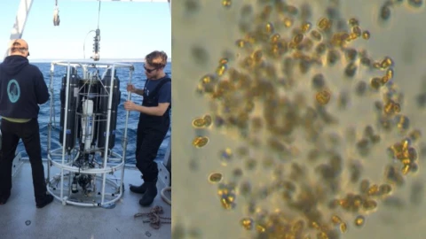 microbio marino carbono