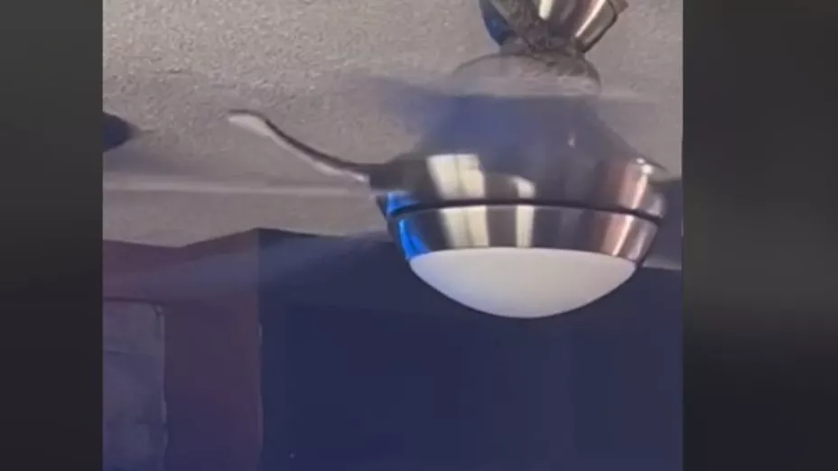 Serpiente en el techo