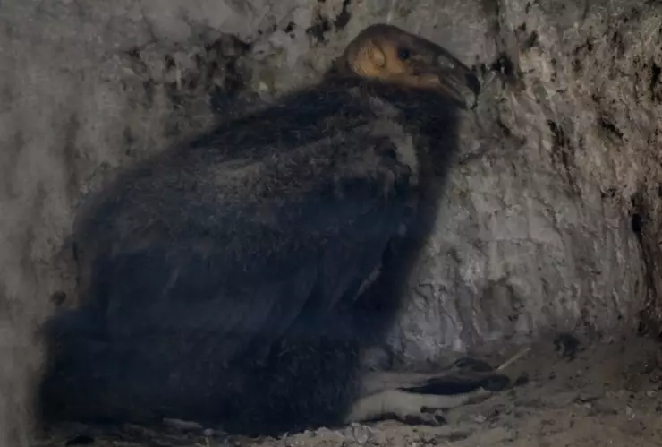 Cóndor de California