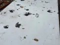 Bolas de hielo del tamaño de una pelota de tenis en Chihuahua