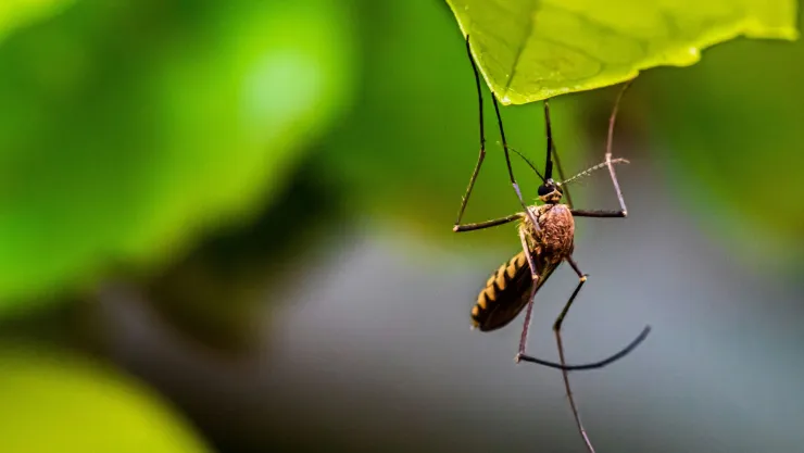 ¿Cómo identificar el mosquito de dengue y qué hacer si hay uno en casa?