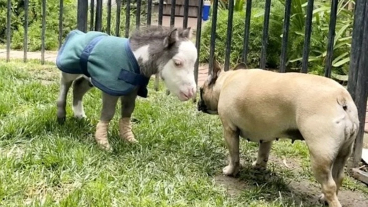 caballo_pequeno_peabody