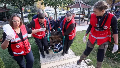 Rescatan al oso “Mark”, por 20 años estuvo enjaulado en un restaurante