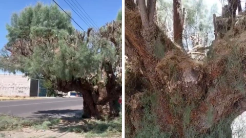 pinabete delicias.jpg