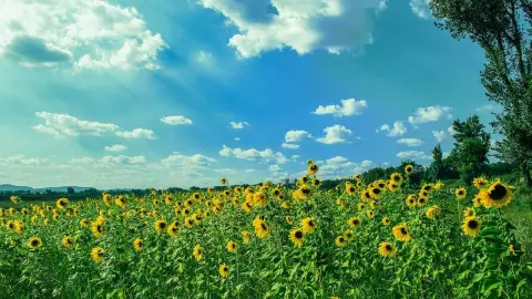 Primavera 2023 Cuándo inicia la primavera en México