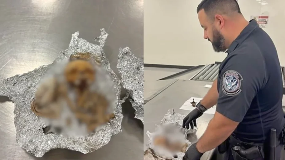 Encuentran un cráneo humano en un equipaje de mano en aeropuerto de Florida