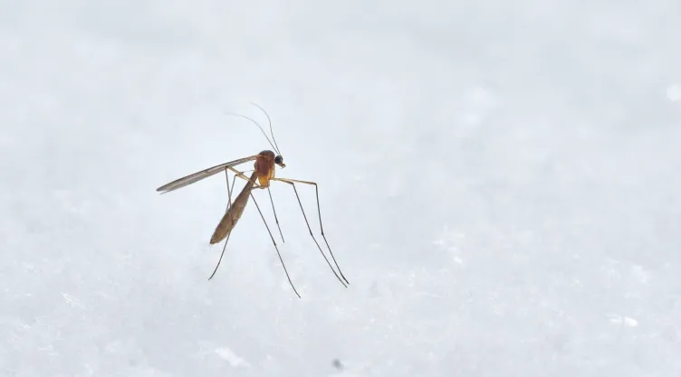 dengue-hemorragico-sintomas.jpg