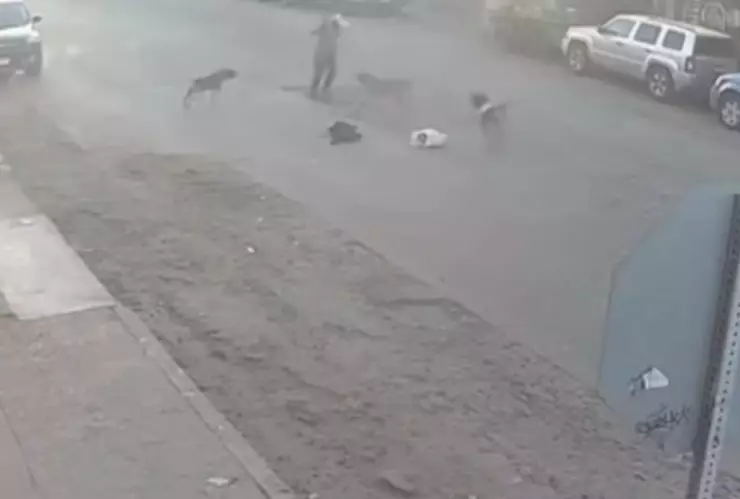 Viejito atacado por jauría