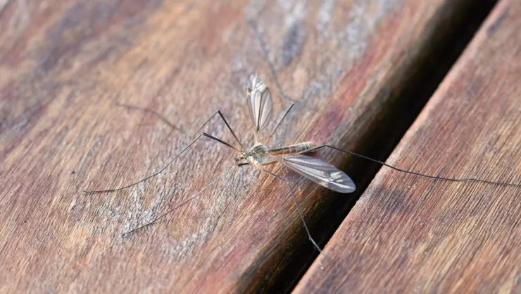 El ingrediente que te ayudará a preparar el repelente ideal contra mosquitos