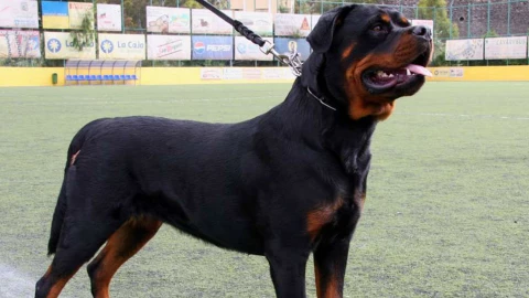 perro ataque cuauhtémoc.jpg