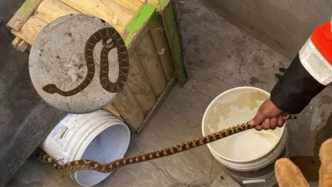Reportan presencia de serpientes en varias casas de Zacatecas; ¿Cuál zona se ha visto afectada