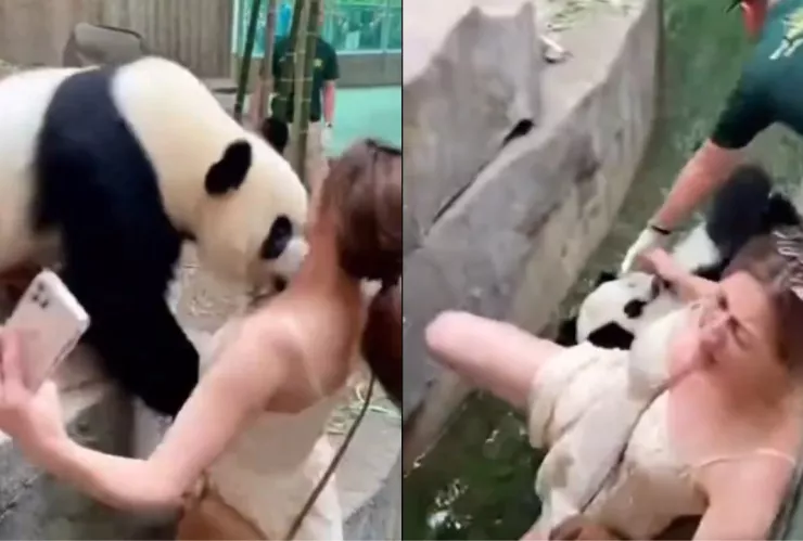 Dramático VIDEO | Mujer es atacada por un panda en un zoológico y ambos caen al agua