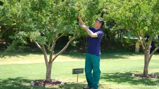 Arboles son cuidados con atención por el personal encargado