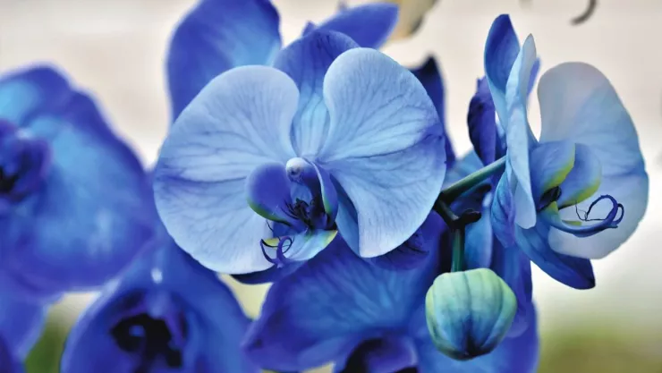 ¿Por qué se regalan flores azules cada 3 de octubre?