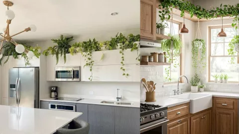 Plantas en alacena.jpg