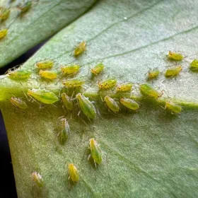 Por qué aparecen los pulgones Guía definitiva para proteger tus cultivos y plantas de interior.jpg