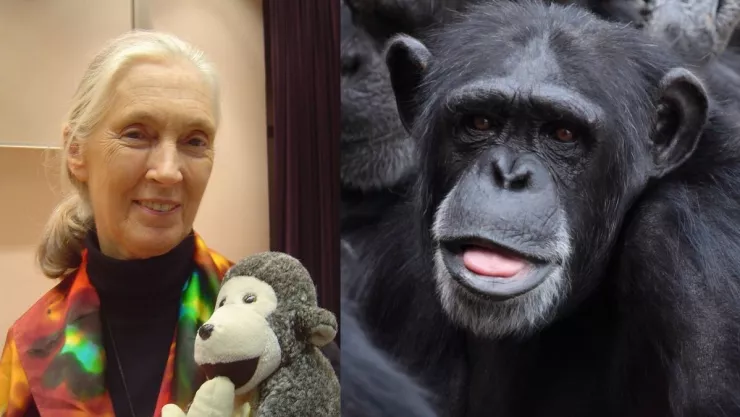 Chimpancé, Jane Goodall, abrazo 2.jpg