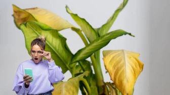 La realidad de por qué aparecen hojas amarillas en tus plantas