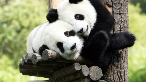 pandas