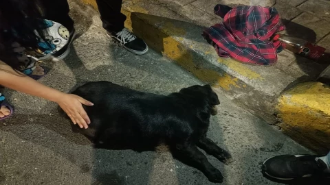 golpea con un palo a perrita embarazada