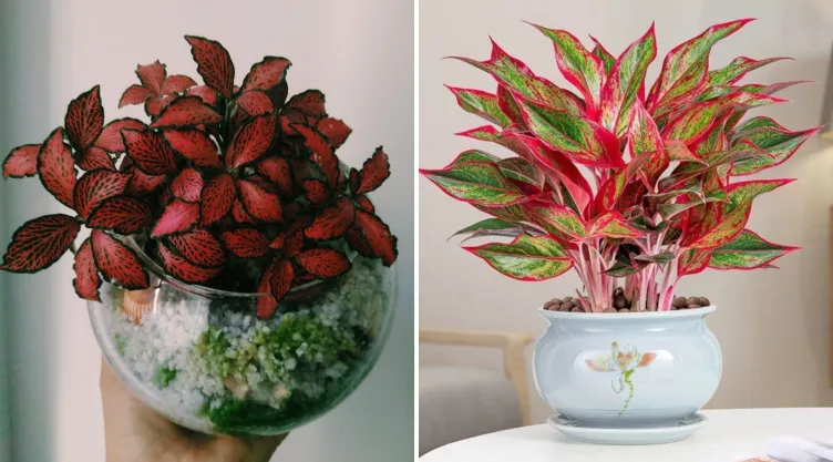Plantas rojas para el hogar