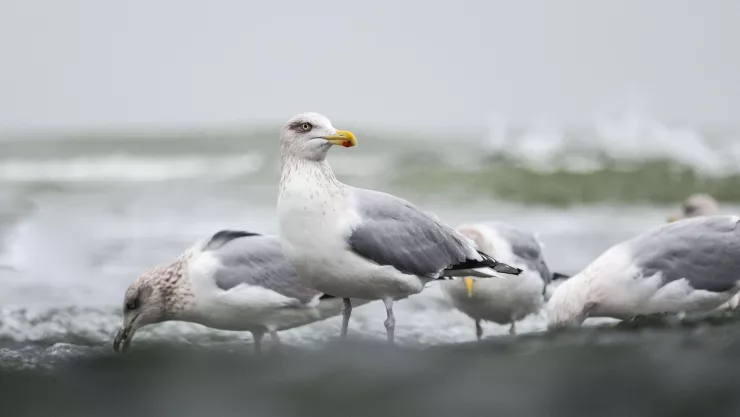 Puerto Vallarta con un clima envidiable Así está la temperatura hoy 4 de noviembre