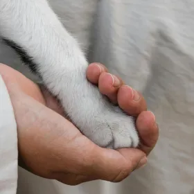 Muere Lazare, el perro más viejo del mundo su historia conmovió a millones