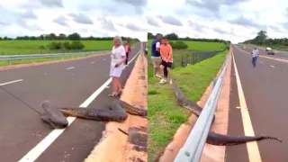Impactante rescate: anaconda de más de cinco metros guiada fuera de autopista