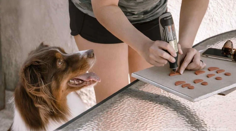 juegos para perros.jpg