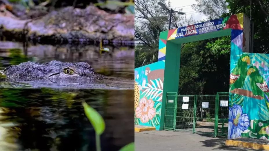 Roban-cocodrilo-moreletii-en-un-zoológico-en-Veracruz