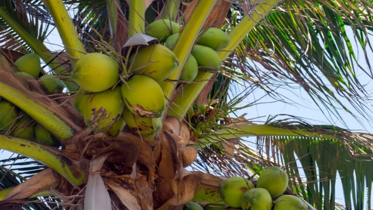 Cocotero Sagarpa.jpeg